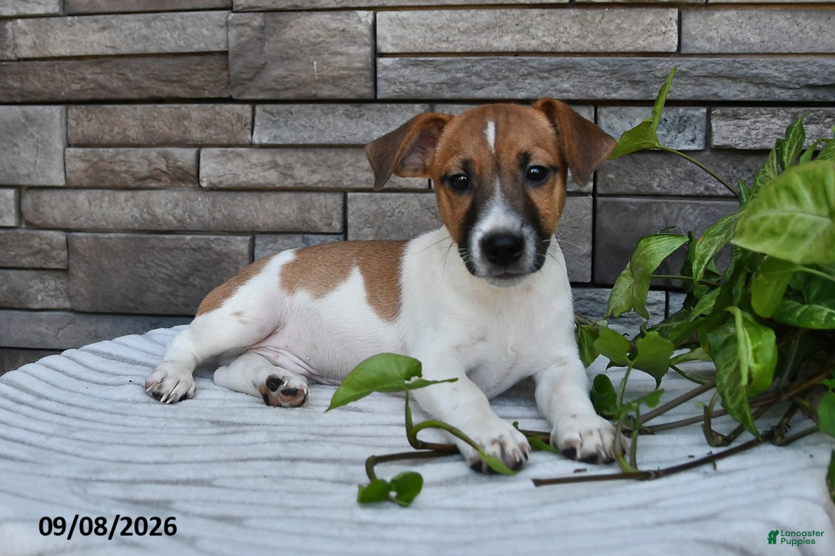 Jack Russell Terrier dogs Cookie - Ad 2
