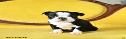 Boston Terrier dogs for sale: Roxie - Ad 9