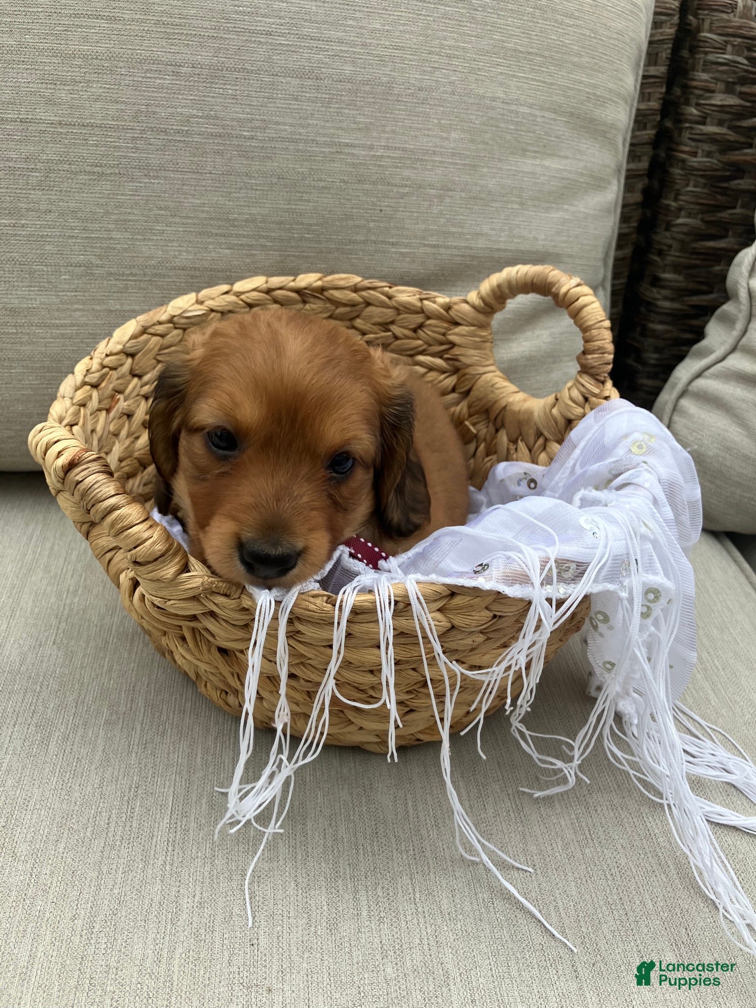 Miniature Dachshund dogs for sale: Daisy - Ad 2