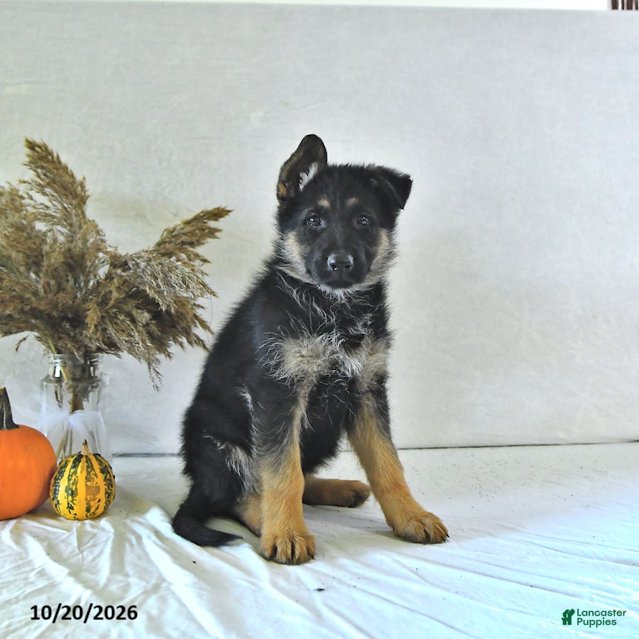 German Shepherd dogs Bailey - Ad 2