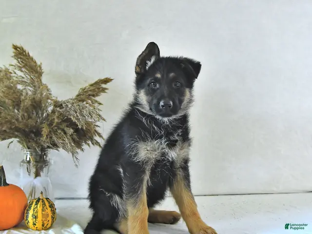 German Shepherd dogs for sale: Bailey - Ad 2