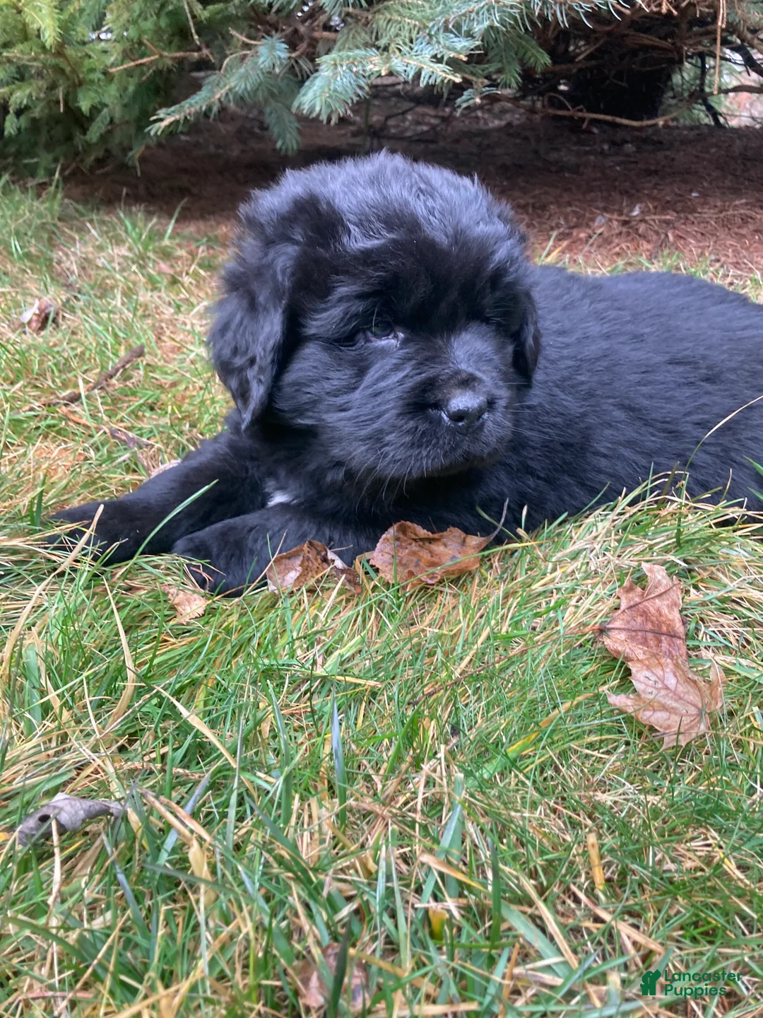 Newfoundland dogs for sale: Sarge - Ad 1
