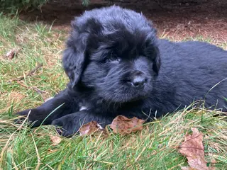 Newfoundland dogs for sale: Sarge - Ad 3