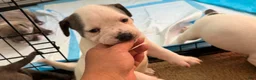 American Bully dogs for sale: American Bully Puppy BLANCA - Ad 5