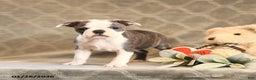 Boston Terrier dogs for sale: Hali - Ad 5