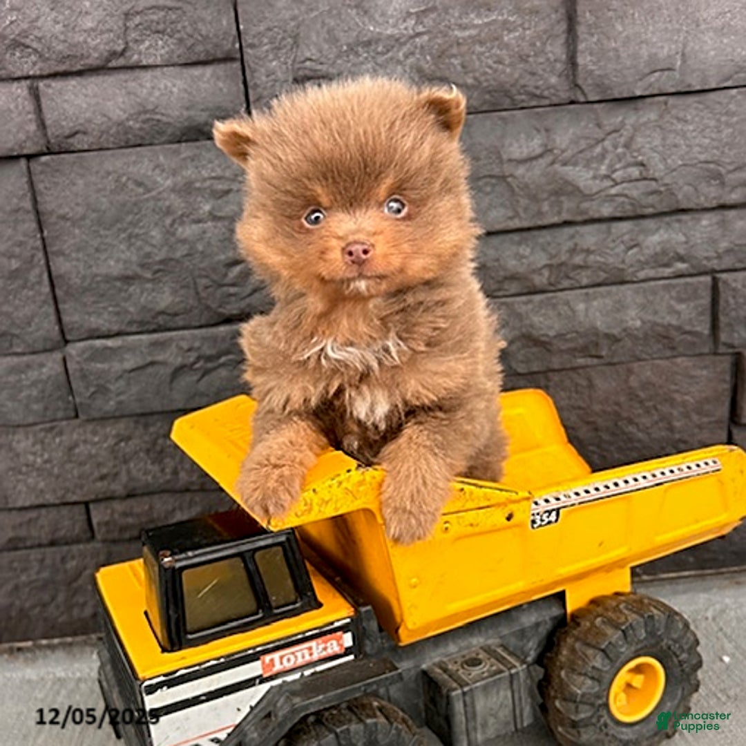 Pomeranian dogs for sale: Teddy - Ad 2