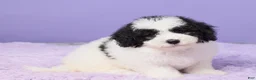 Mini Sheepadoodle dogs for sale: Stella - Ad 3