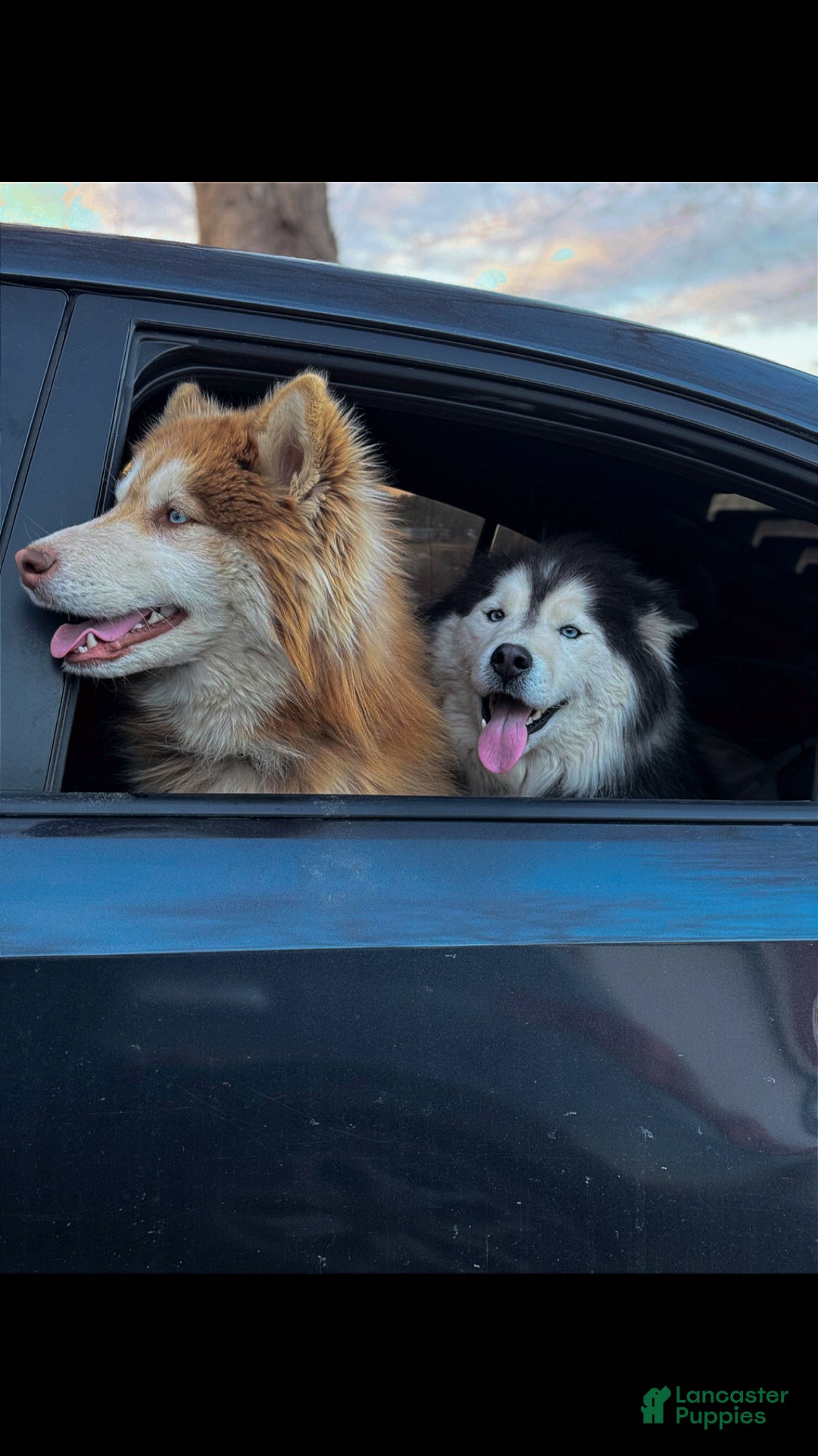 Siberian Husky dogs for sale: RED - Ad 9