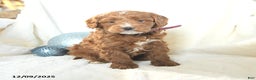 Cavapoo dogs for sale: Jenny - Ad 2