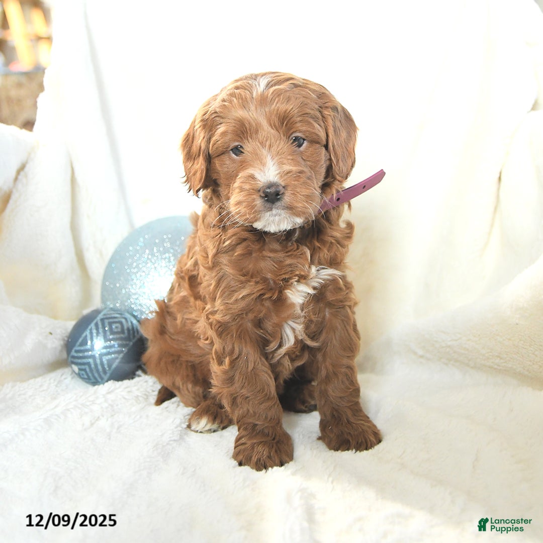 Cavapoo dogs for sale: Jenny - Ad 2