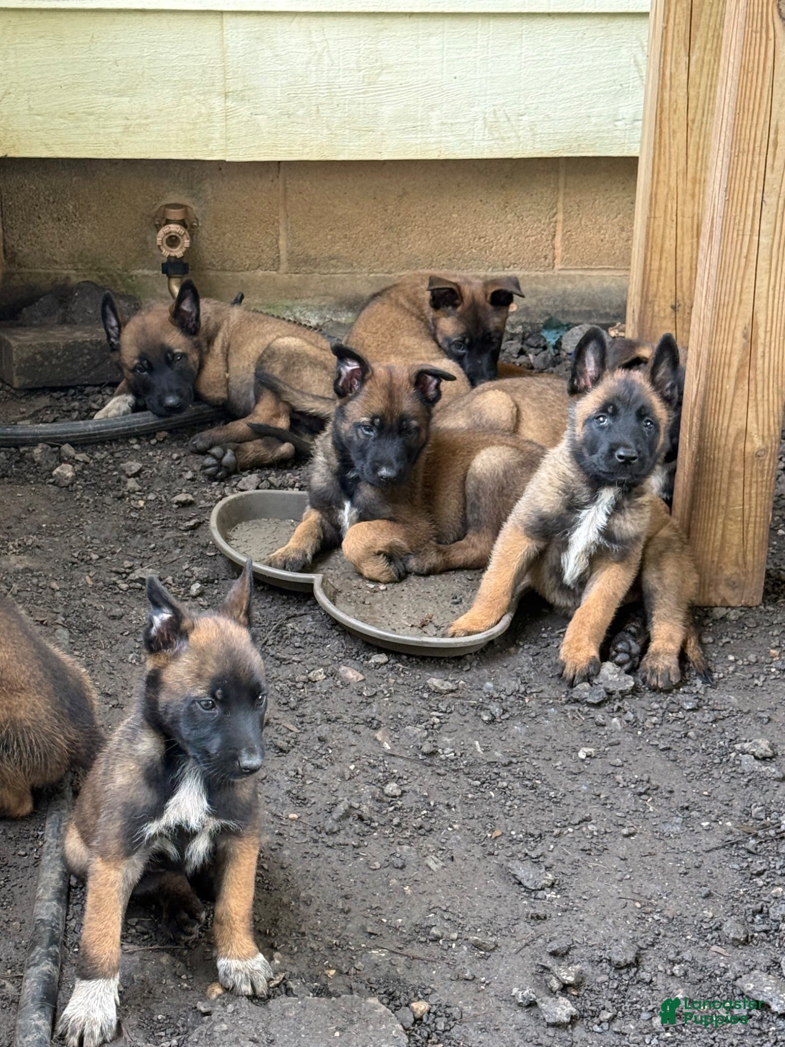 Belgian Malinois dogs Belgian Malinois 3 - Ad 1