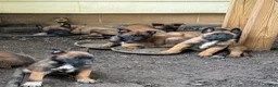 Belgian Malinois dogs for sale: Belgian Malinois 3 - Ad 1
