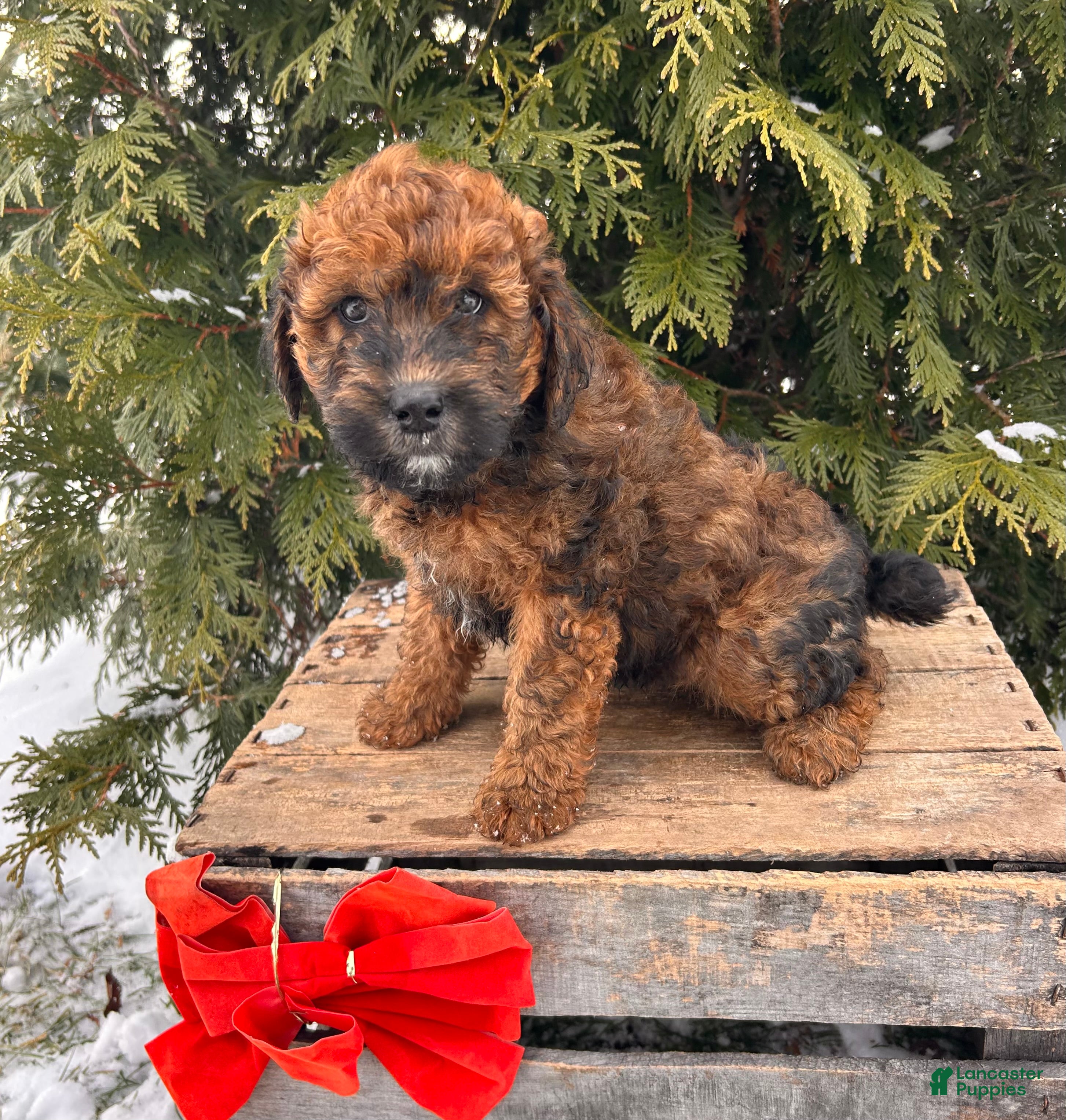 Whoodle dogs Everly - Ad 7