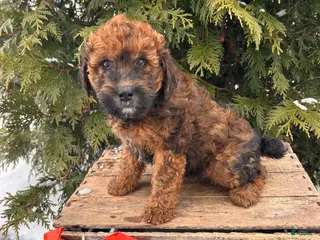 Whoodle dogs Everly - Ad 7