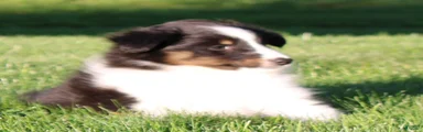 Sierra
