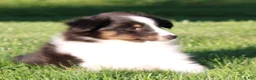 Shetland Sheepdog dogs for sale: Sierra - Ad 1