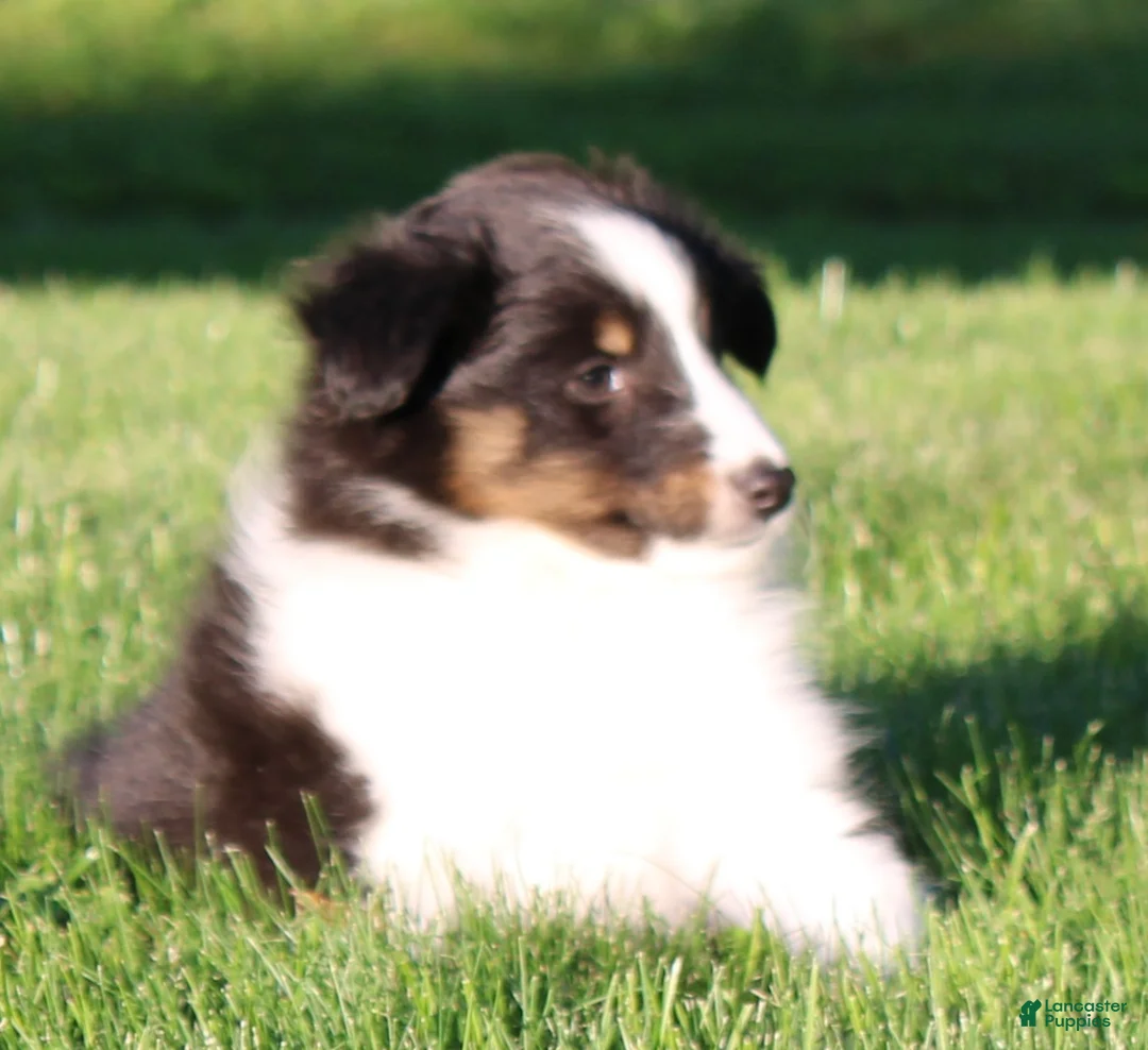 Shetland Sheepdog dogs for sale: Sierra - Ad 1