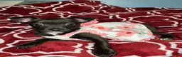 Chihuahua dogs for sale: 💞Chihuahua💞 - Ad 3