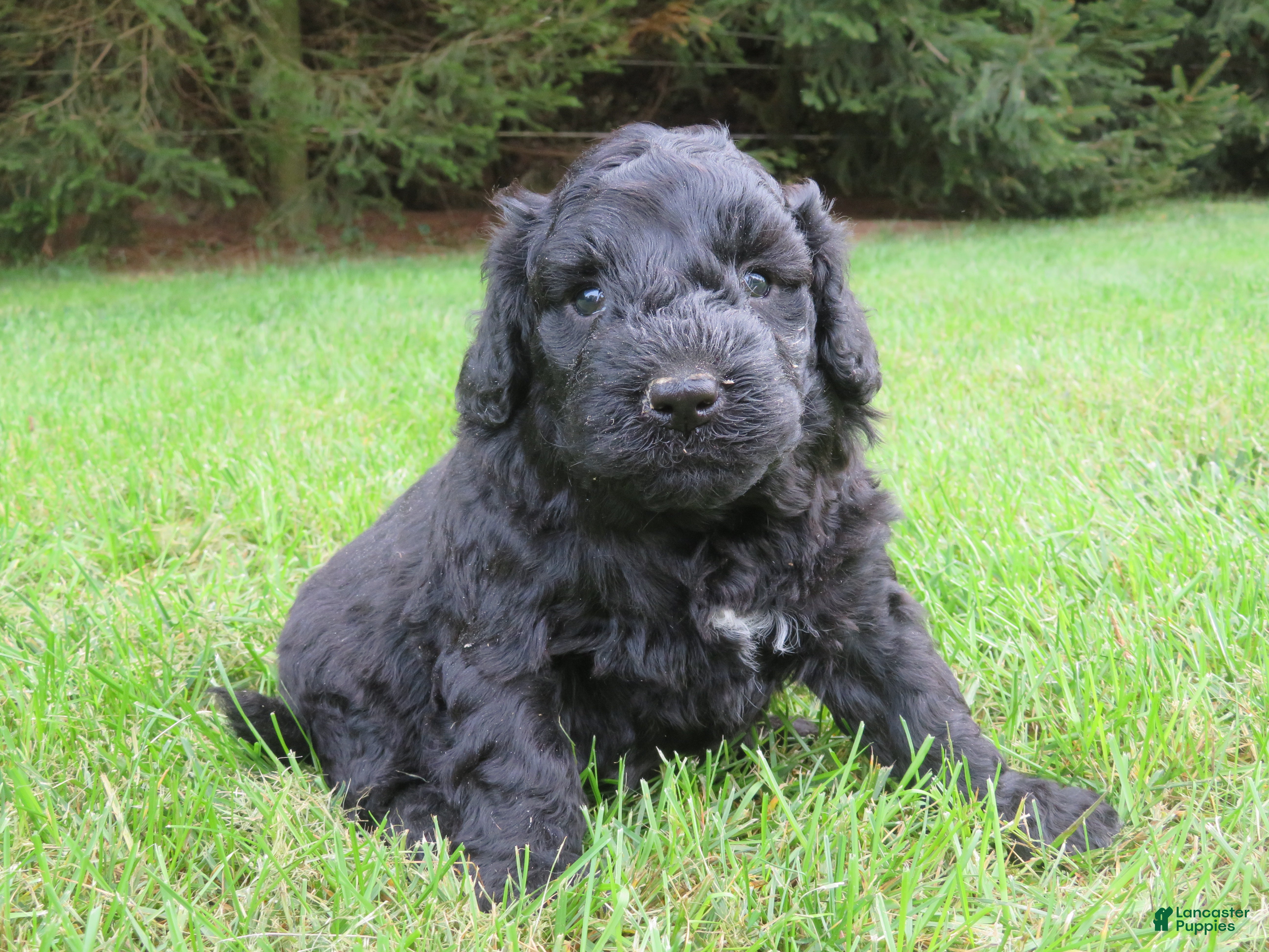 Mixed Breed dogs for sale: Milo - Ad 4