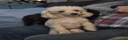Toy Poodle dogs for sale: Toy Poodle 1 - Ad 2