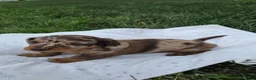 Miniature Dachshund dogs for sale: Cedar - Ad 6