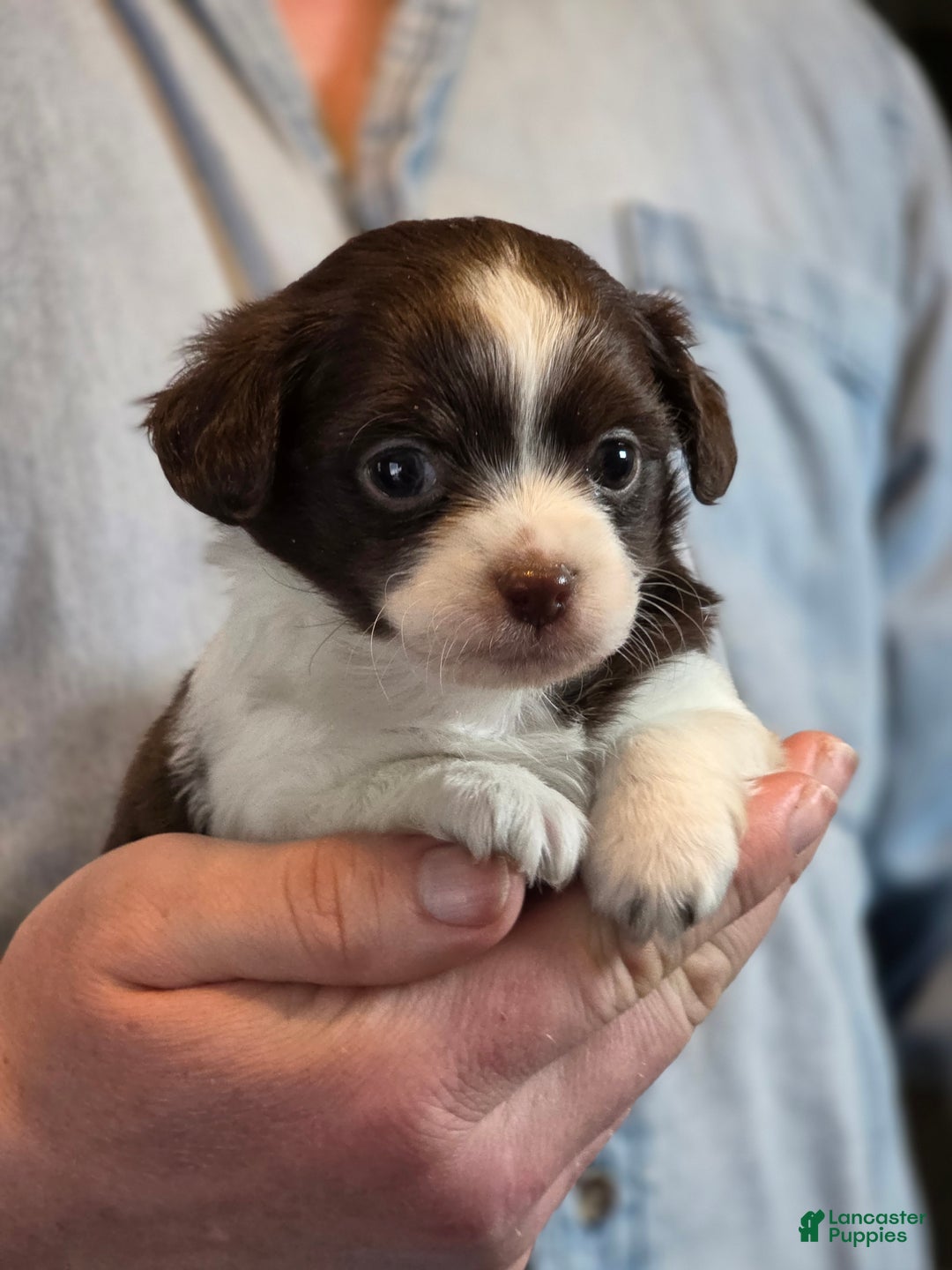 Chihuahua dogs for sale: Monterrey  - Ad 1