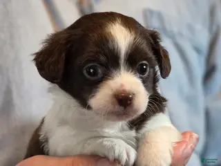 Chihuahua dogs Monterrey - Ad 5