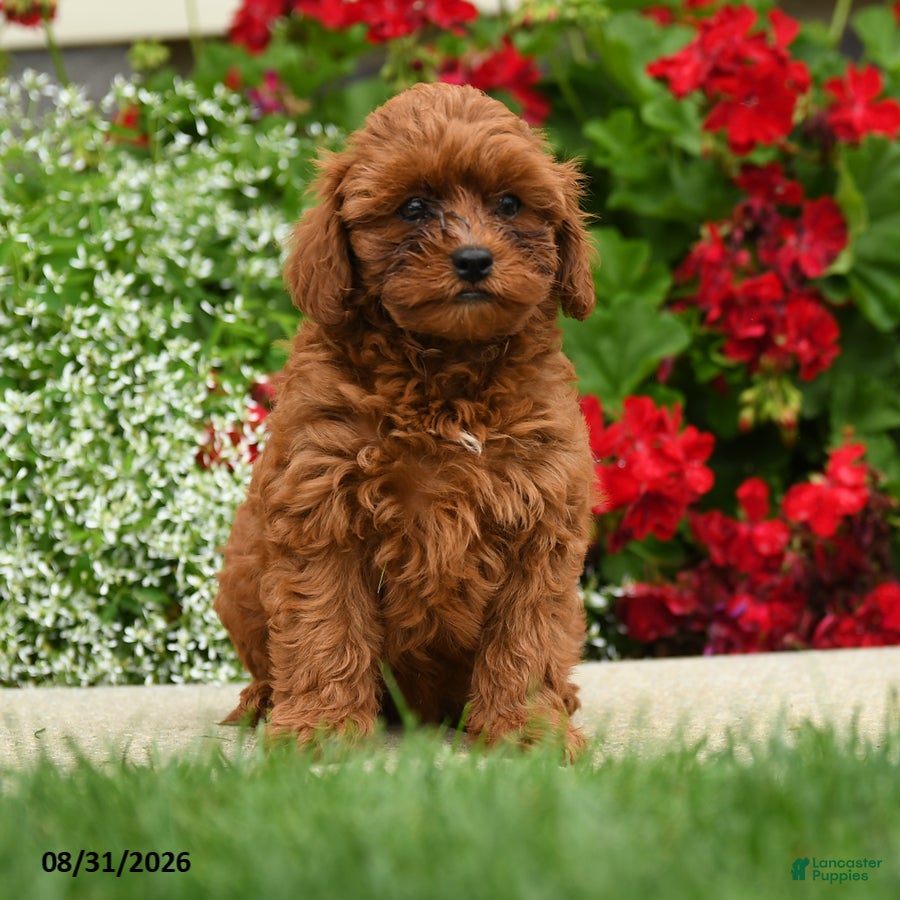 Cavapoo dogs Lady Chewie - Ad 1