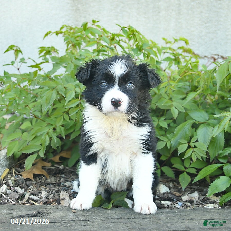 Border Collie dogs Calico  - Ad 1