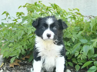 Border Collie dogs for sale: Calico - Ad 1