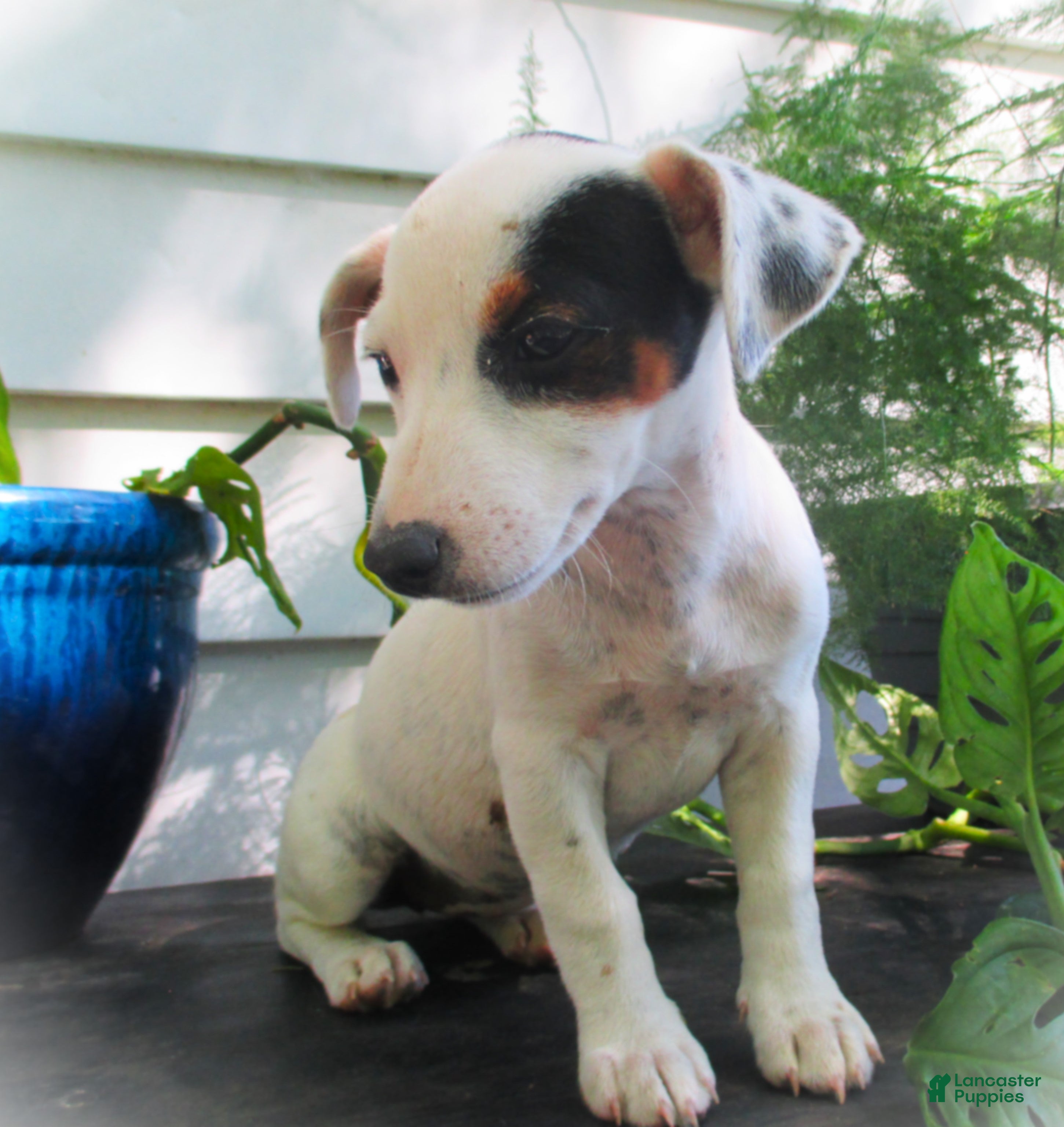 Jack Russell Terrier dogs Cammie - Ad 38