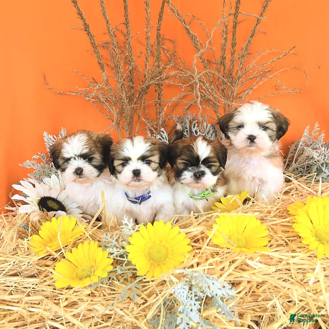 Gallery Image {{count}}