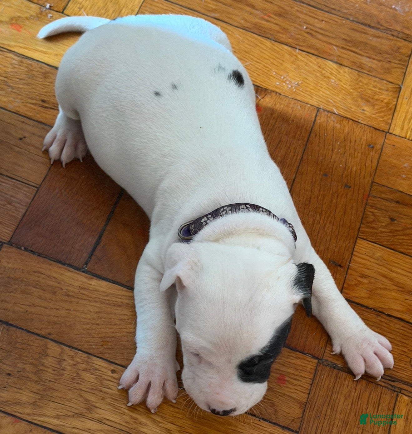 Mixed Breed dogs ROYAL - Ad 25