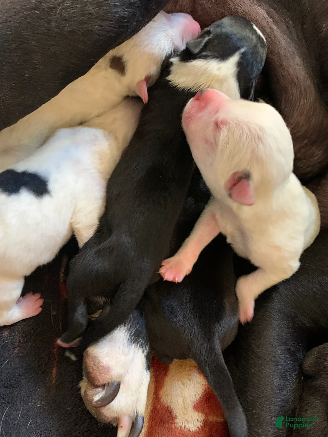 American Pit Bull Terrier dogs for sale: American Pit Bull Terrier Puppy 10 - Ad 2