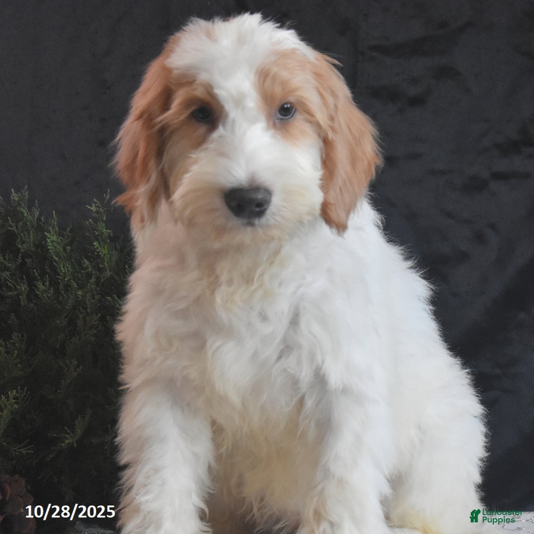 Goldendoodle dogs for sale: Garrett - Ad 3
