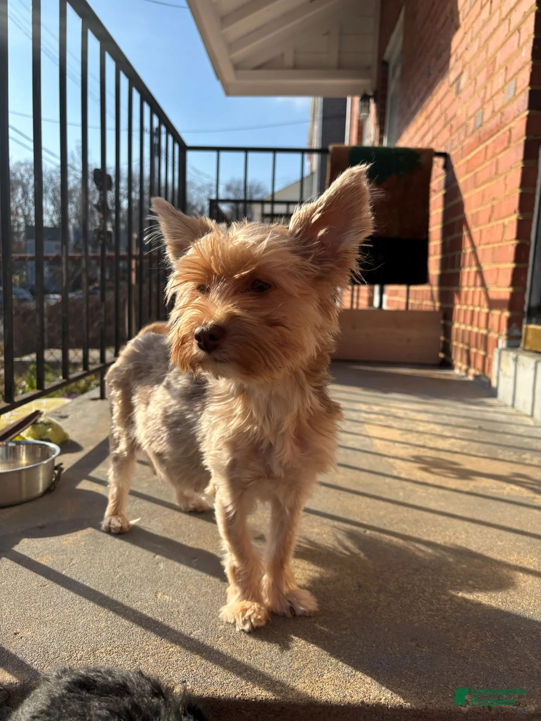 Yorkshire Terrier dogs for sale: Yorkshire Terrier Puppy 5 - Ad 2