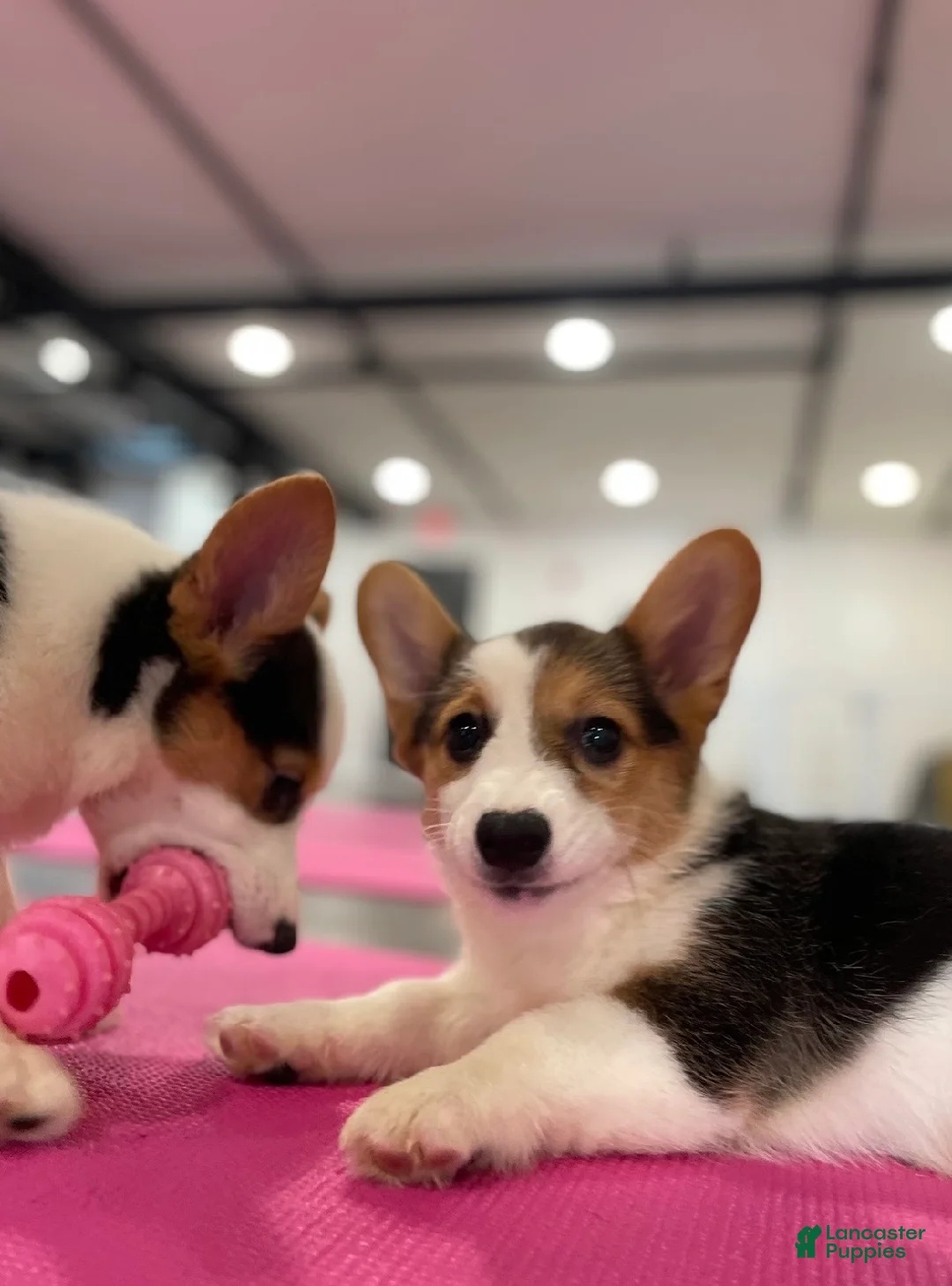 Welsh Corgi Pembroke dogs for sale: 🐾❤️Clarissa Corgi - Ad 11