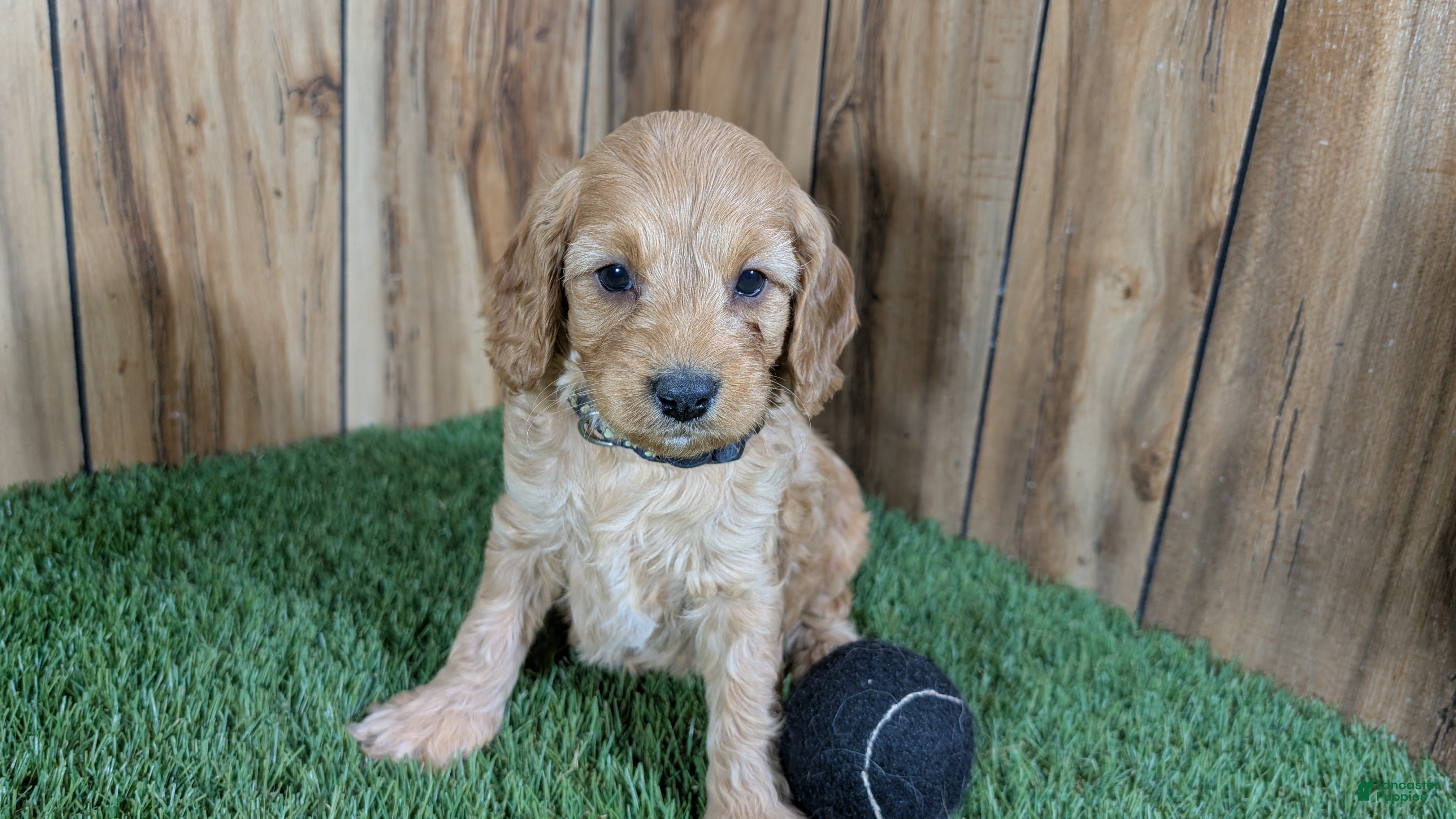 Cavapoo dogs Milly Boy 2 - Ad 15