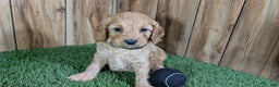 Cavapoo dogs for sale: Milly Boy 2 - Ad 1