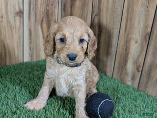 Cavapoo dogs Milly Boy 2 - Ad 13