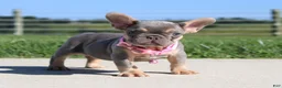 French Bulldog dogs for sale: Tansy - Ad 3