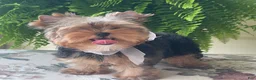 Biewer Terrier dogs for sale: Izzy - Ad 4