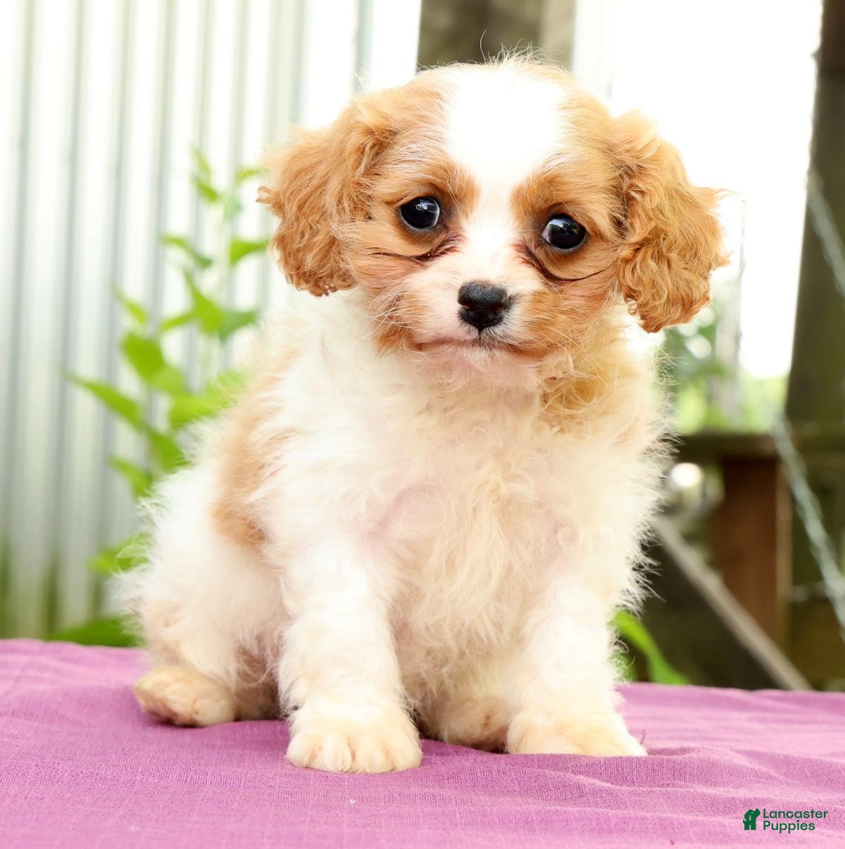 Cavapoo dogs Roxie - Ad 1