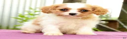 Cavapoo dogs for sale: Roxie - Ad 1