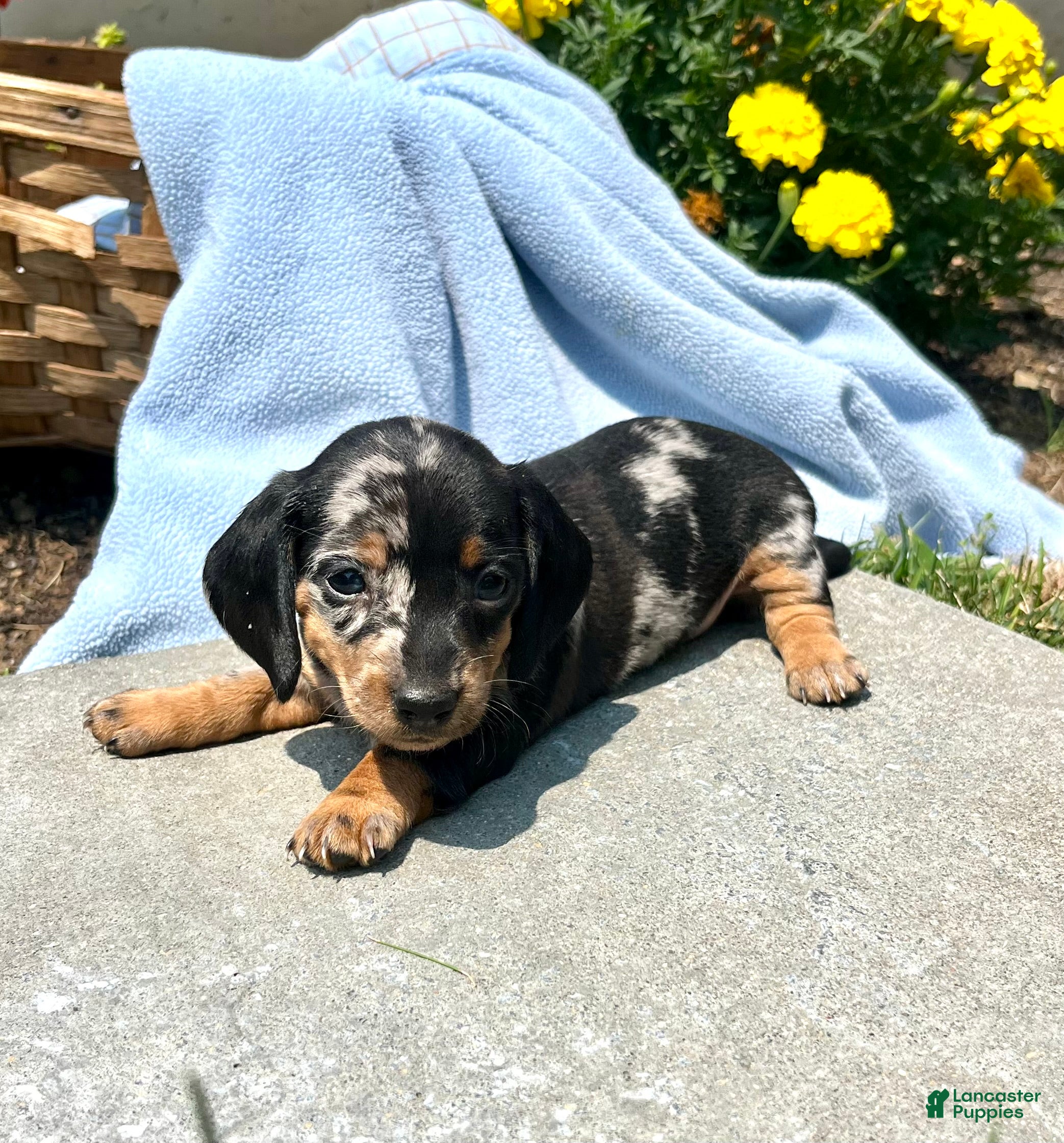 Dachshund dogs Pansy❤️ACA Dapple🐾Text or Call today - Ad 1