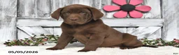 Labrador Retriever dogs for sale: Maxwell - Ad 1
