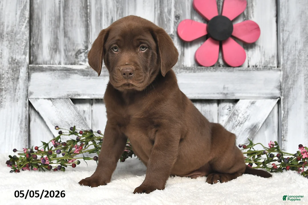 Labrador Retriever dogs for sale: Maxwell - Ad 1