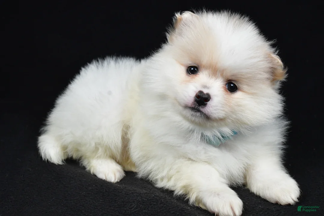 Pomeranian dogs for sale: Patty - Ad 2