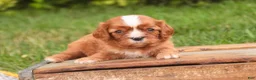 Cavalier King Charles Spaniel dogs for sale: Freddy Cavalier King Charles Spaniel  - Ad 7