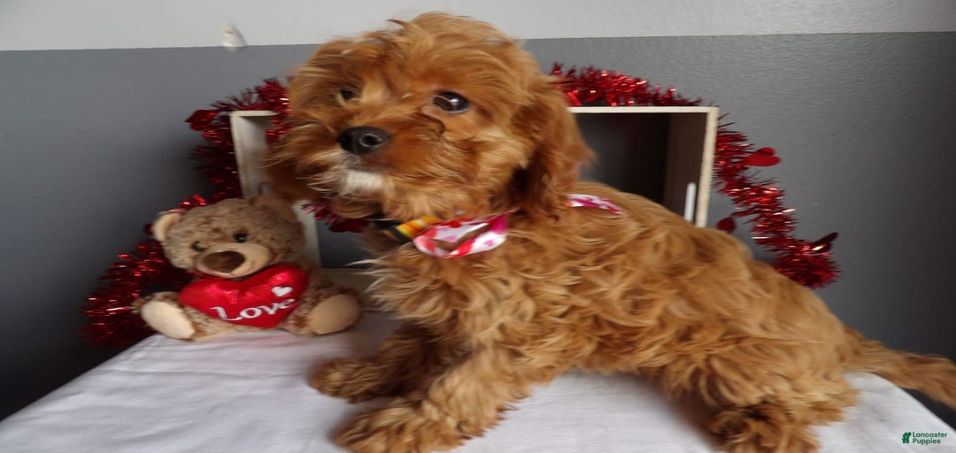 Gallery Image {{count}}